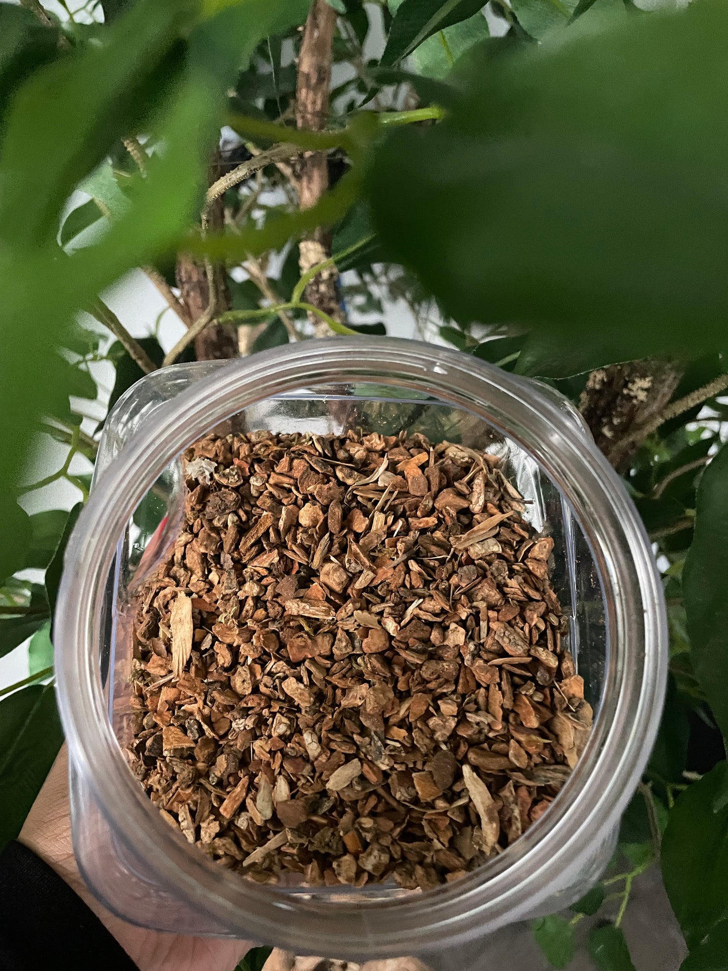 Crampbark (Viburnum opulus)