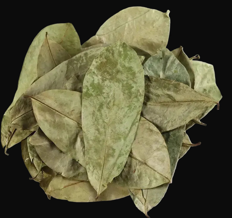 Soursop Leaves (Annona muricata)