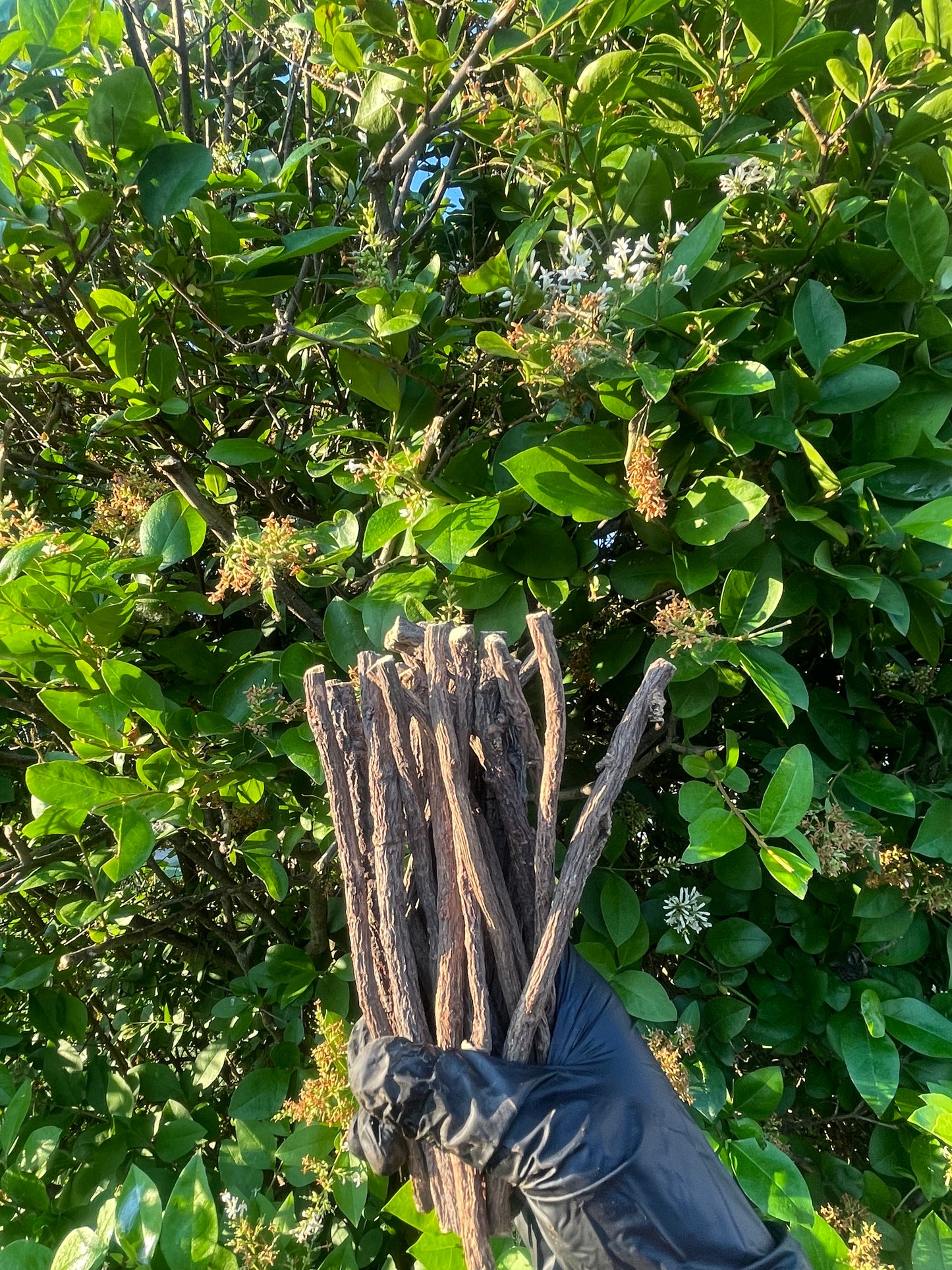 Licorice Chew Sticks