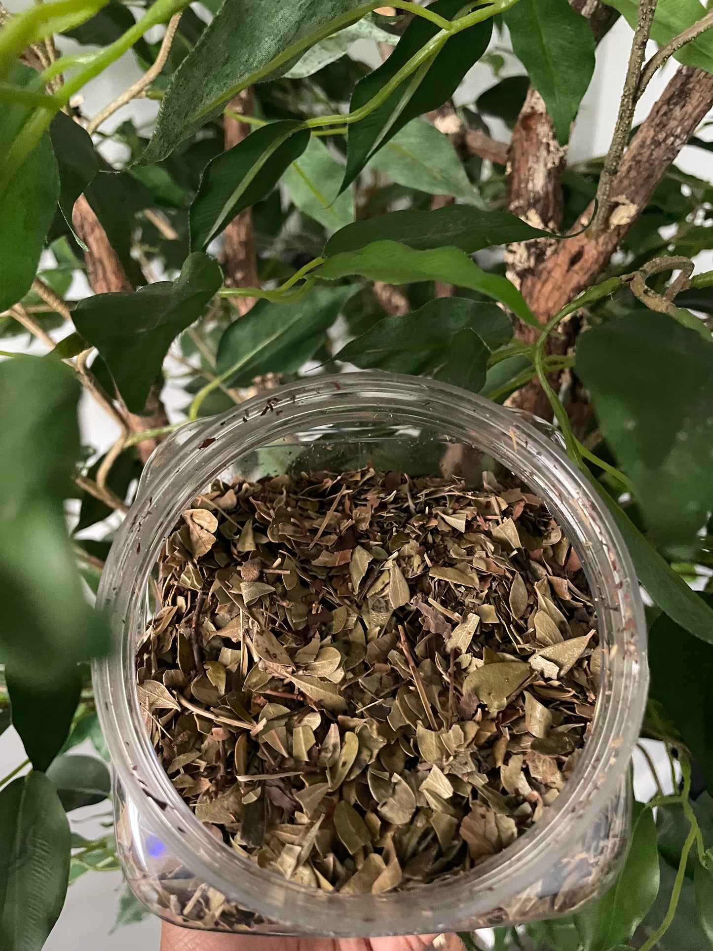 Uva Ursi Leaf
